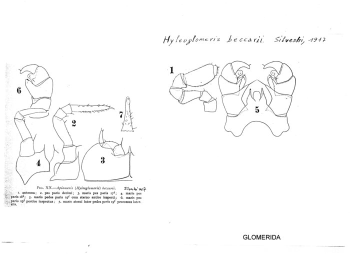 Hyleoglomeris beccarii