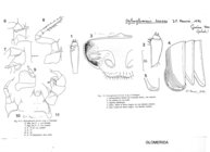 Hyleoglomeris beroni