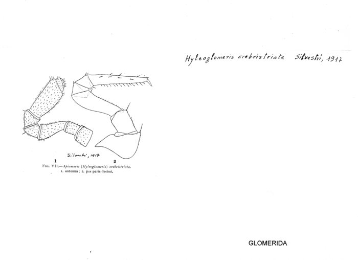 Hyleoglomeris crebristriata