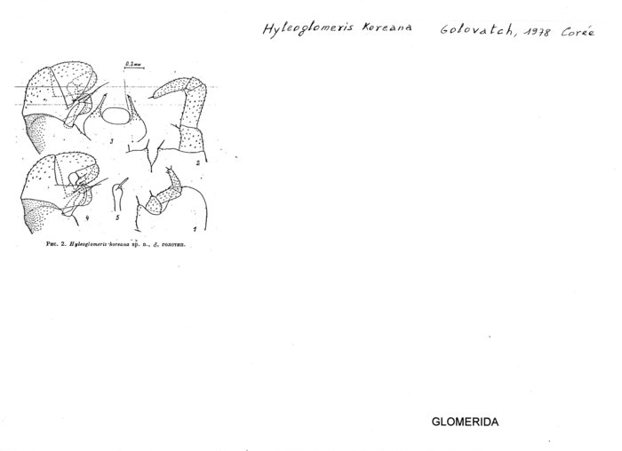 Hyleoglomeris koreana