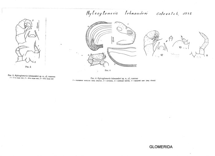 Hyleoglomeris lohmanderi