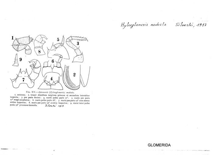 Hyleoglomeris modesta