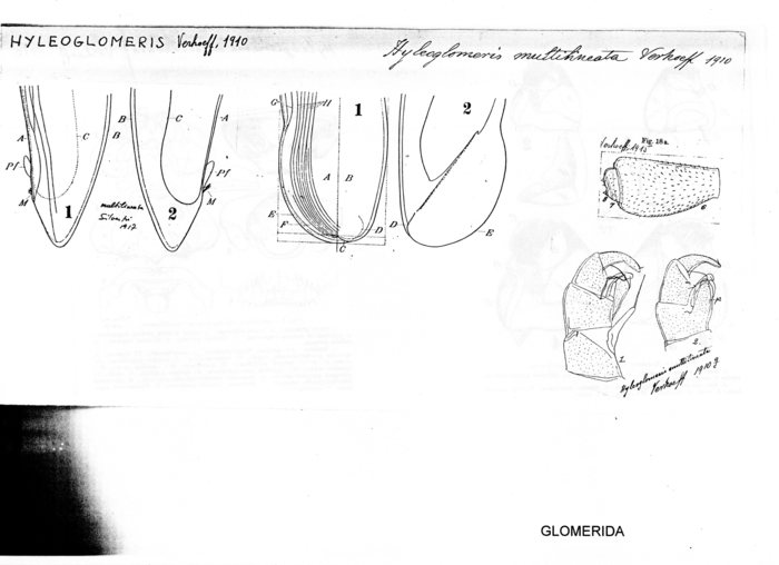 Hyleoglomeris multilineata