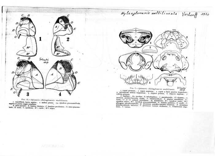 Hyleoglomeris multilineata