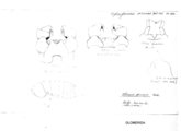 Hyleoglomeris sinensis, author: Henry W. Bremann, Henri Ribaut, Maria Prin, Jean-Paul Mauri et al. (1890-1999): Bremann iconographic file & successors