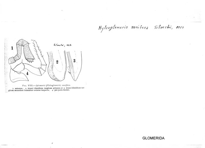 Hyleoglomeris zonifera