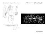 Hylomus draco, author: Henry W. Bremann, Henri Ribaut, Maria Prin, Jean-Paul Mauri et al. (1890-1999): Bremann iconographic file & successors