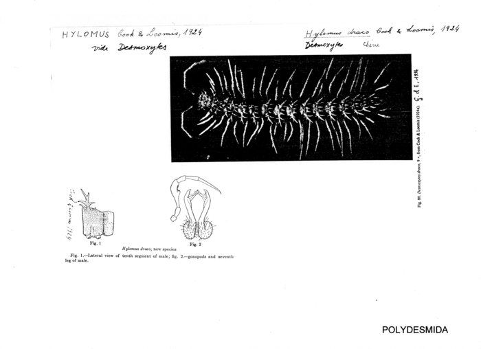 Hylomus draco