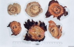 Anthozoa