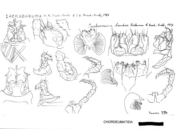 Iacksoneuma bradeae