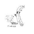 Icosidesmus schenkeli, author: Henry W. Bremann, Henri Ribaut, Maria Prin, Jean-Paul Mauri et al. (1890-1999): Bremann iconographic file & successors