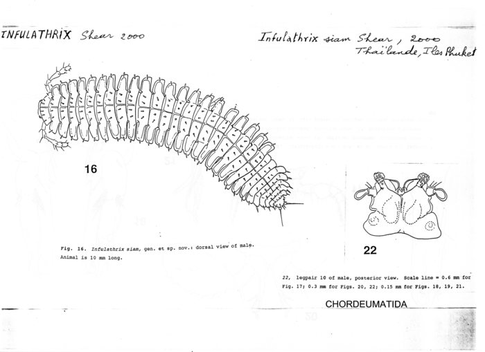 Infulathrix siam