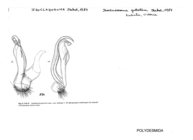 Isocladosoma guttatum