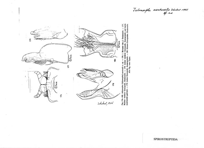 Iulomorpha asuturalis