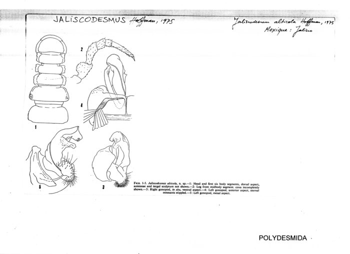 Jaliscodesmus alticola