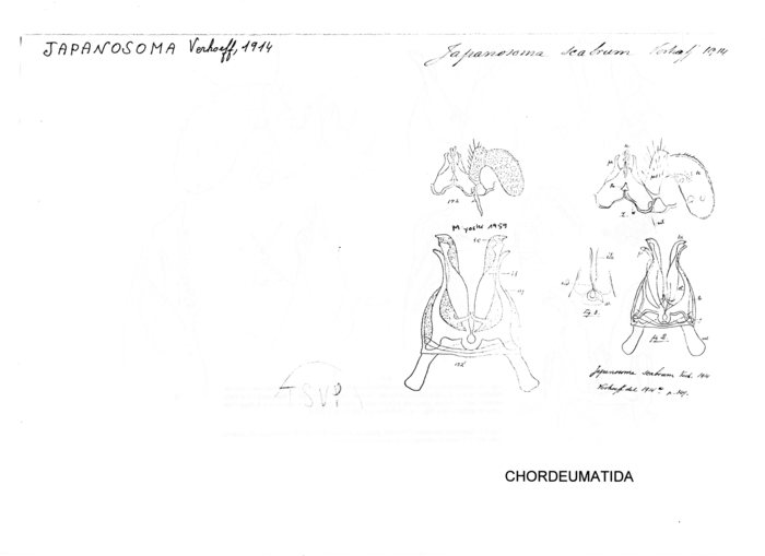 Japanosoma scabrum