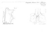Kabylinum tetuanum, author: Henry W. Bremann, Henri Ribaut, Maria Prin, Jean-Paul Mauri et al. (1890-1999): Bremann iconographic file & successors