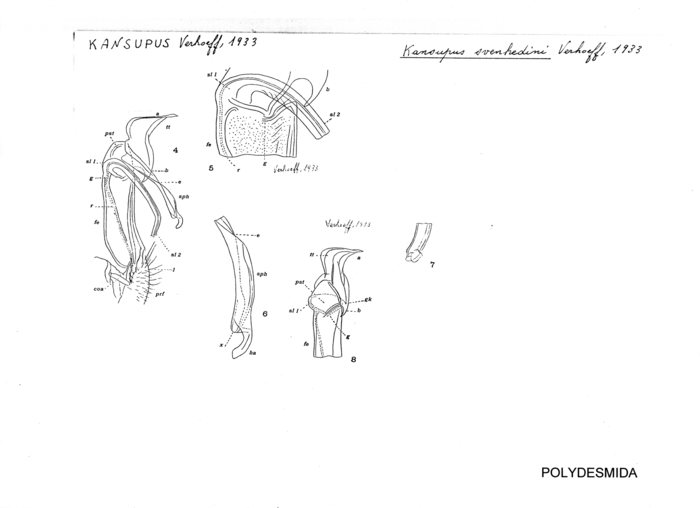 Kansupus svenhedini