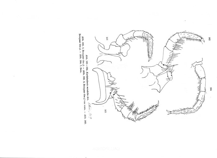 Karlabsolonia mirabilis