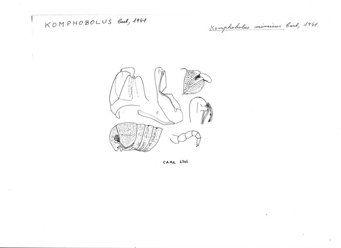 Komphobolus mimicus