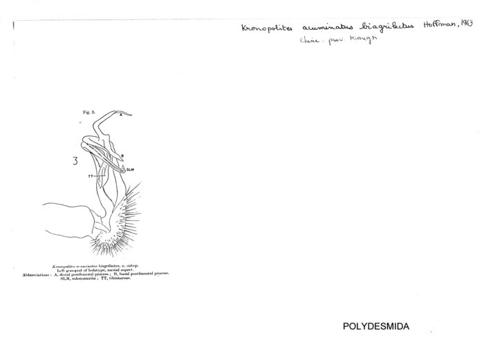 Kronopolites acuminatus biagrilectus