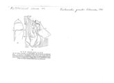 Kubaniulus gracilis, author: Henry W. Bremann, Henri Ribaut, Maria Prin, Jean-Paul Mauri et al. (1890-1999): Bremann iconographic file & successors