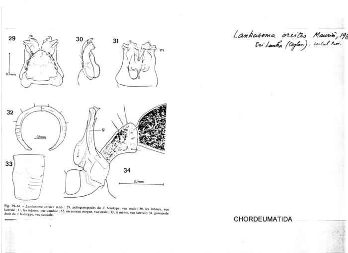 Lankasoma oreites