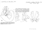 Leiotelus amballae, author: Henry W. Bremann, Henri Ribaut, Maria Prin, Jean-Paul Mauri et al. (1890-1999): Bremann iconographic file & successors