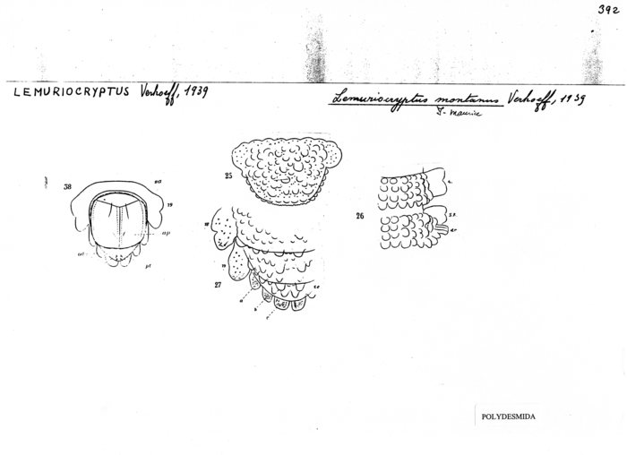 Lemuriocryptus montanus