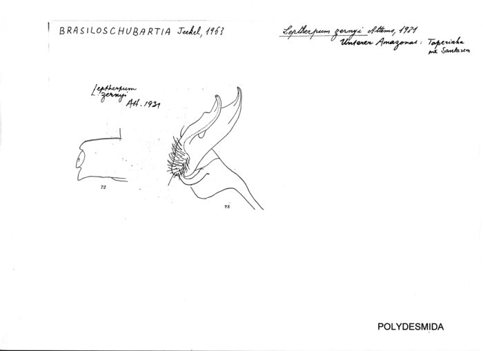 Leptherpum zernyi