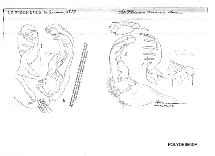 Leptodesmus carneus