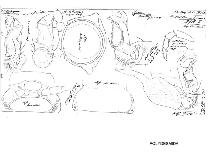 Leptodesmus caulleryi