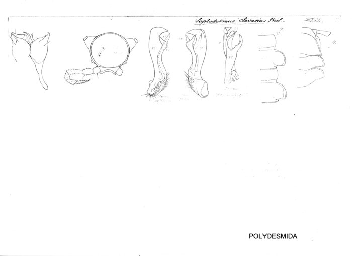 Leptodesmus clavaria