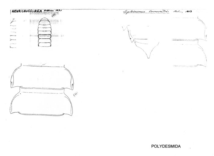 Leptodesmus corcovadis