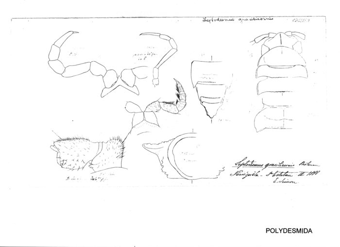 Leptodesmus gracilicornis