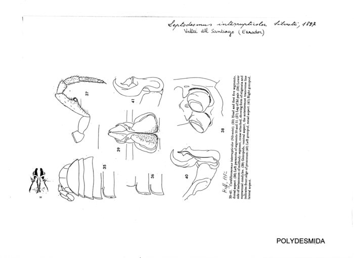 Leptodesmus interrupticolor