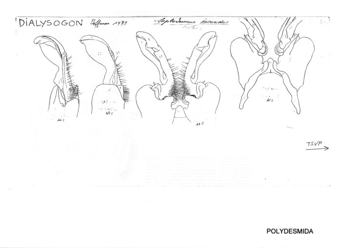 Leptodesmus jucundus