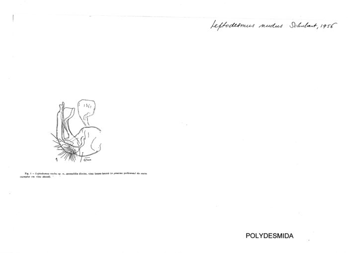 Leptodesmus nudus