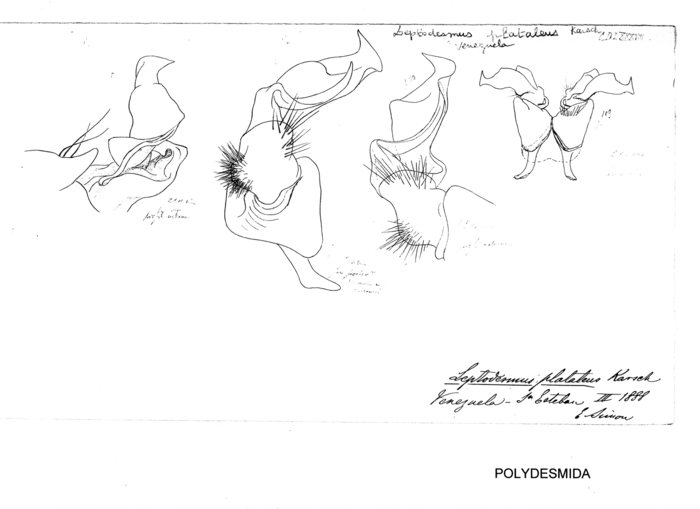 Leptodesmus plataleus