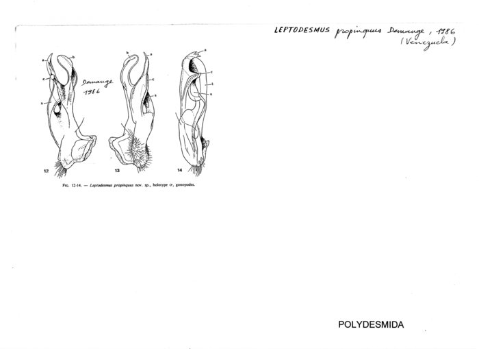 Leptodesmus propinquus