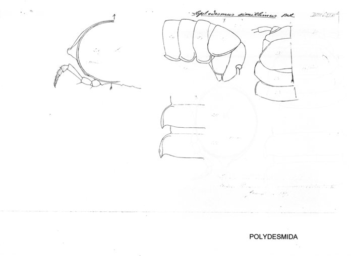 Leptodesmus simillimus