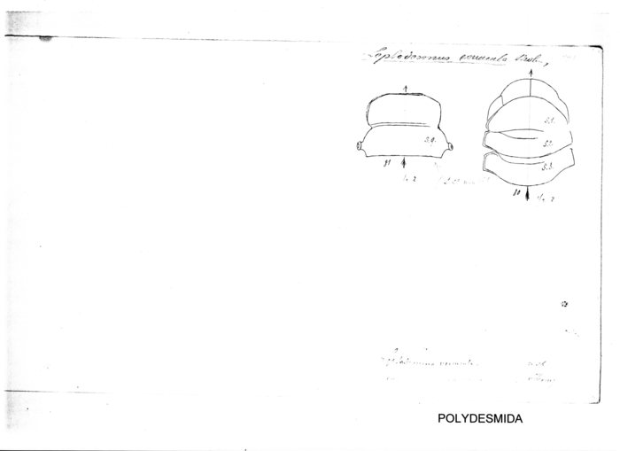 Leptodesmus verrucula