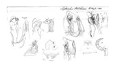 Leptoiulus helveticus, author: Henry W. Bremann, Henri Ribaut, Maria Prin, Jean-Paul Mauri et al. (1890-1999): Bremann iconographic file & successors