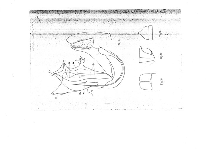 Leptoiulus umbratilis