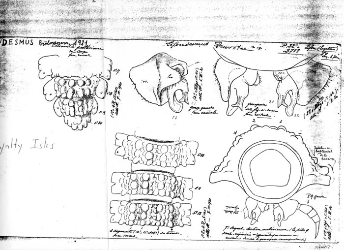 Lifoudesmus pruvotae