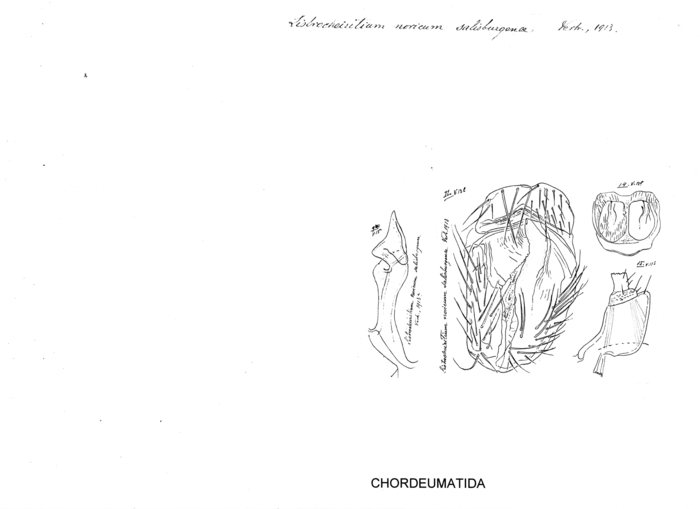 Listrocheiritium noricum salisburgense