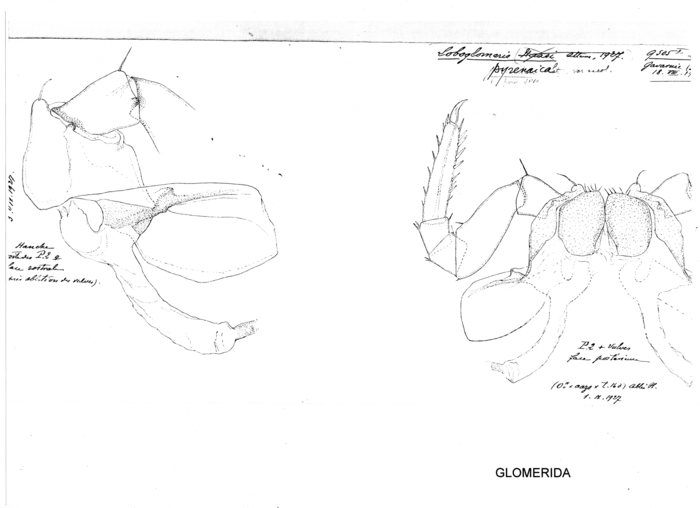 Loboglomeris pyrenaica