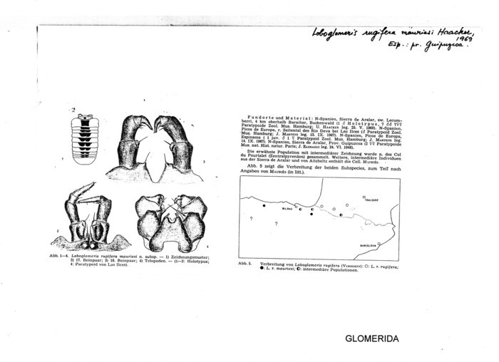 Loboglomeris rugifera mauriesi