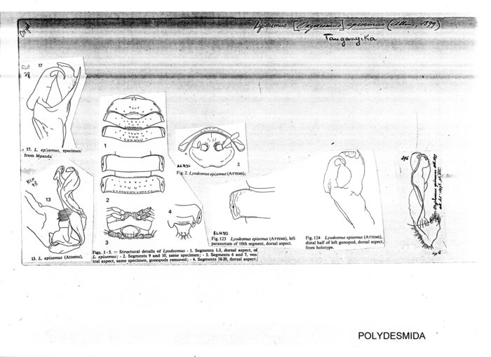 Lyodesmus episemus