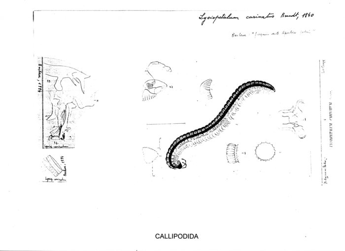 Lysiopetalum carinatum